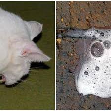 White foam usually occurs because the cat's. Why Is My Cat Vomiting White Foam Causes And Treatment