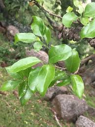 Image result for Canthium inerme