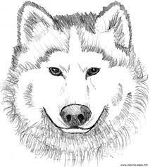 Click any coloring page to see a larger version and download it. Husky Dog Coloring Cute Husky Coloring Pages Novocom Top