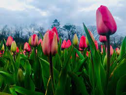 Maybe you would like to learn more about one of these? Tiptoe Through The Tulips At Rocky Hill Flower Farm Knox Tn Today