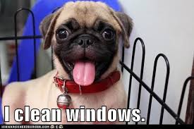  Free Window Cleaning Pugs Funny Puppy Dog Pictures Funny Pug Pictures
