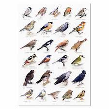 British Birds Identification Chart Wildlife Poster New