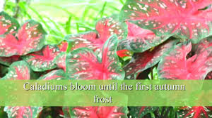 The varied leaf colors and patterns create many uses for caladiums in the landscape. Your Complete Guide To Planting And Growing Caladium Bulbs