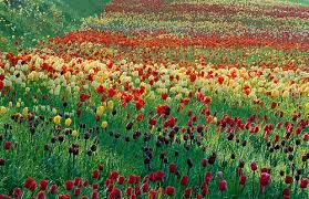 Colorful Drifts Of Tulips Stretch Into The Distance In The Gardens On The Island Of Mainau In Lake Constance Near The City Of Ko Tulips Magnolia Box Landscape