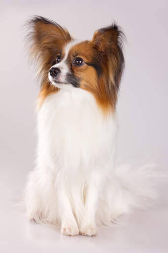 Papillon Dogs | Dog Breeds