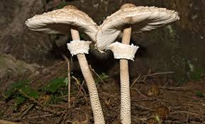 Armillaria mellea | fungo chiodino foto di funghi chiodini. Funghi Commestibili Quali Sono E Come Prepararli Al Meglio