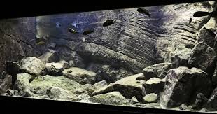 Tanganyika Tank Akvaryumlar Akvaryum Tank