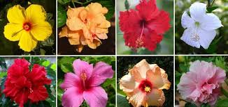Keep in mind that hibiscus is an entire genus of plants, and there are actually over 300 species! Types Of Hibiscus With Their Flowers And Leaves Pictures