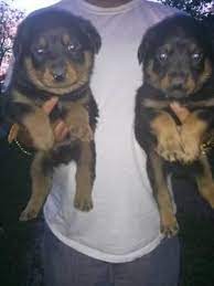 Checking 'include nearby areas' will expand your search. Rottweiler Pups For Sale In Temple Texas Classified Americanlisted Com