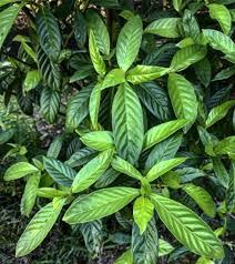 Image result for Psychotria vogeliana
