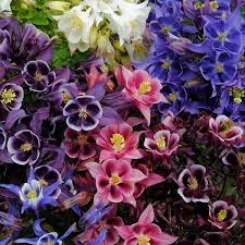 Image result for Aquilegia vulgaris Tower Mix