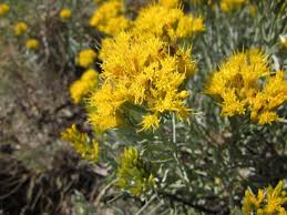 Image result for Eriosema nutans