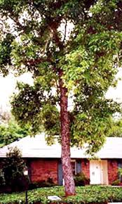 Undeterred by my new understanding of tree fruit economics, i got samples of eight other avocado varieties grown commercially in california. California Avocado Society Mother Hass Tree