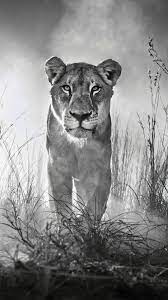 Animals Lion 4k Black And White Wallpapers Lion Pictures Lion Wallpaper Lion Wallpaper Iphone