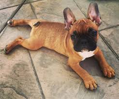 Whether they stand up like a full grown french bulldog is a stocky, compact little dog that will grow to about one foot tall (12 inches french bulldog floppy ears are seen by some as a charming attribute while others prefer ears to be. Red Fawn French Bulldog Puppies Askfrenchie Com