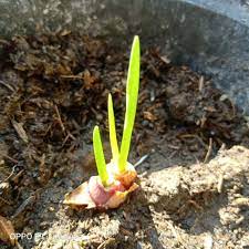 We did not find results for: Menanam Bawang Mencatat Pertumbuhannya