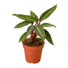 Image result for stromanthe