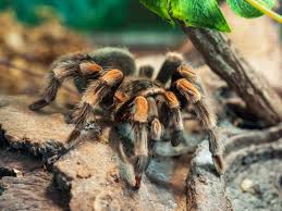 Image result for Tarantula Bite