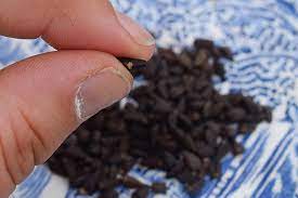 How To Scarify Seeds For Spring Planting Morning Glory Seeds Spring Plants Seed Germination