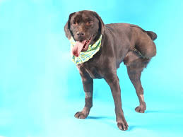 I understand that if i adopt from good home pet adoptions inc this application will become. Adopt These Pets A Rabbit A Catahoula Mix And A Lab Pets Stltoday Com