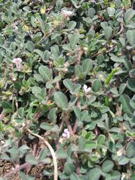 Image result for Menodora heterophylla