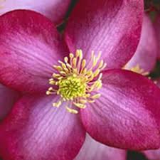 Maybe you would like to learn more about one of these? Buy Clematis Group 1 Clematis Freda 23 99 Delivery By Crocus