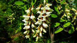 Image result for Robinia