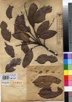 Image result for Maranthes floribunda