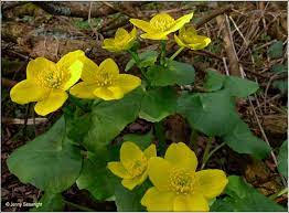 Both are just starting their springtime. Irish Wildflowers Flowering Now Wildflowers Of Ireland Each Month