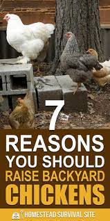Pin On Egg Laying Chickens