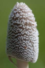 Deviantart is the world's largest online social community for artists and art. Mushroom Filigree White Flocked Compost Mushroom Insect Composting Flora Nature Macro Pxfuel