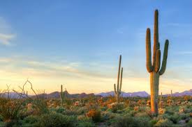 Let me give you an idea just how slow growing they are. Ttg Features Adventuring In The Wild West Of Arizona