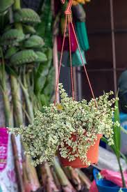 Image result for Cordia afra