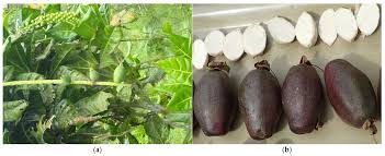 Image result for Barringtonia