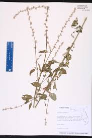 Image result for Celosia trigyna