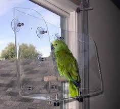 Window Perch For Large Parrots Pamper Your Parrot Parrot Parrot Pet Parrot Toys