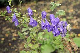 How To Grow Azure Monkshood Gardener S Path
