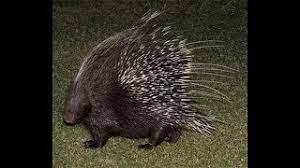 Jump to navigation jump to search. Dhaka Zoo Sojaru Indian Crested Porcupine Dhaka Zoo Sojaru V Chita Zoo Of Dhaka Youtube