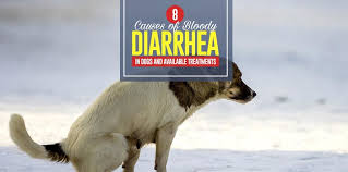 Read through the remedy descriptions … then choose the one that's the closest you should soon see signs that your dog's feeling better. 8 Causes Of Bloody Diarrhea In Dogs Best Treatments And A Case Study