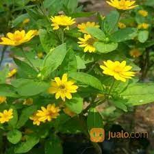 Tanaman hias bunga matahari mini ini berbeda dengan bunga matahari yang memiliki biji (kuaci), bunga matahari mini ini adalah tumbuhan semak dengan daun hijau dan bunga kuning mencolok yang menyegarkan mata. Pohon Bunga Matahari Mini Bogor Jualo
