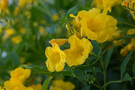 Yellow flowering bushes offer a cheerful splash of color to any outdoor space. Plant Of The Month Arizona Yellow Bells Home Life Health Tucson Com