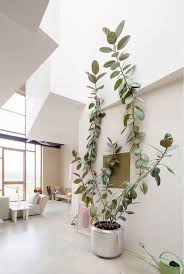 How To Decorate With Tall Indoor Plants Large Indoor Plants Low Maintenance Indoor Plants Indoor Trees