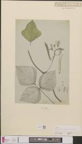 Image result for Dolichos trilobus