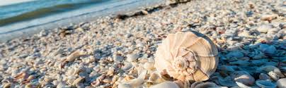 Maybe you would like to learn more about one of these? Guide To Shelling On Sanibel Island Vip Vacation Rentals Blog