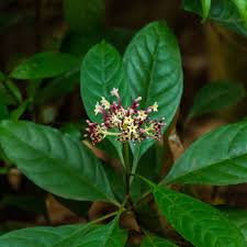 Image result for Chassalia parvifolia