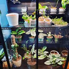 This easy ikea hack is the secret to happy plants—even in small, dark homes. My Ikea Greenhouse Cabinet Is Finally Complete And I Love It So Much Indoorgarden