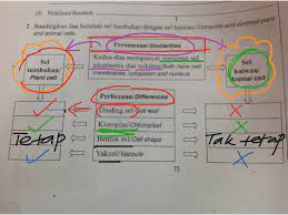 Perbandingan antaya sel haiwan dengan sel tumbuhan. Perbezaan Sel Haiwan Dan Tumbuhan Science Biology Plants Showme