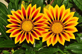 Image result for foto Gazánie