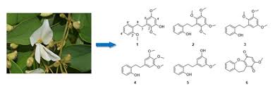 Image result for Baphia massaiensis