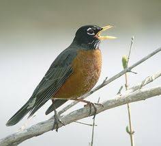 Small Bird With Red Spot On Head American Robin Turdus Migratorious American Robin Backyard Birds Robin